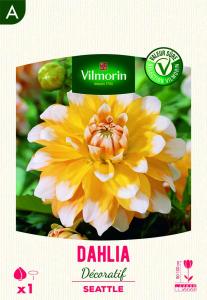 Dahlia Décoratif Seattle (x1)